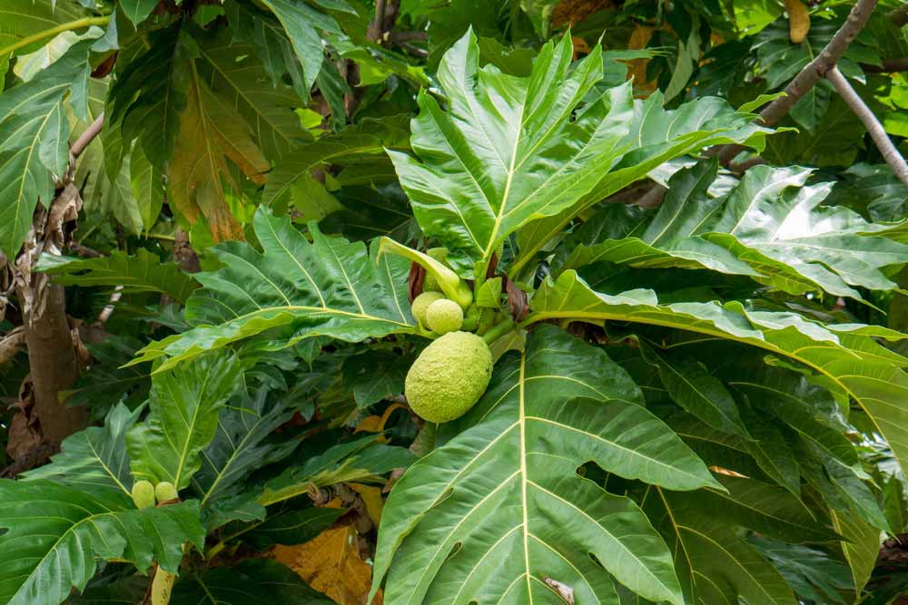 Cara Mengelola Daun Sukun Untuk Asam Lambung