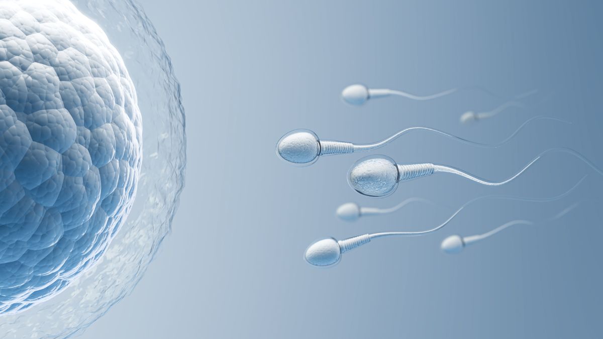 berapa lama sperma tahan di dalam tubuh wanita