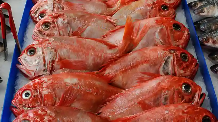 Ikan Orange roughy