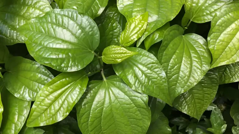 daun sirih untuk miss v